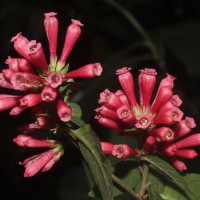 Cestrum elegans (Brongn. ex Neumann) Schltdl.